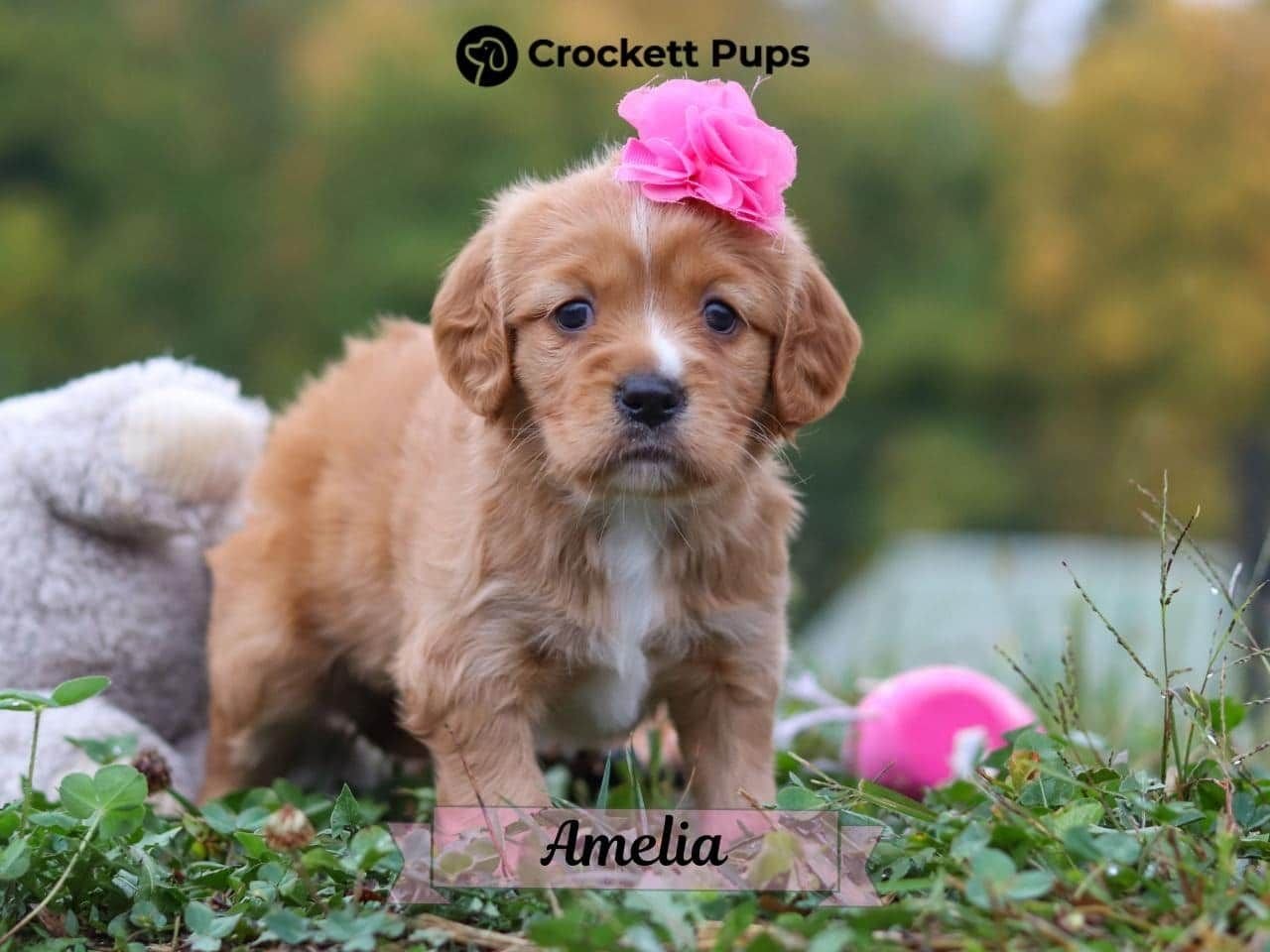 Female Mini Golden Retriever Pup - Amelia