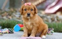Female Mini Golden Retriever Pup - Willow