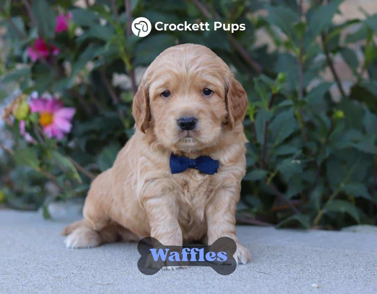 Male Mini Golden Retriever Pup - Waffles