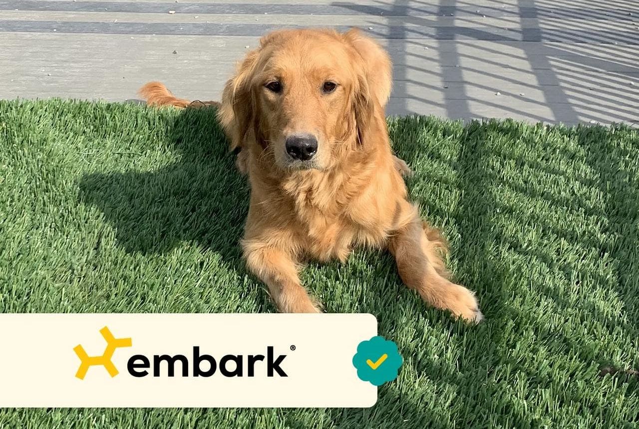 Hanna Banana - Golden Retriever