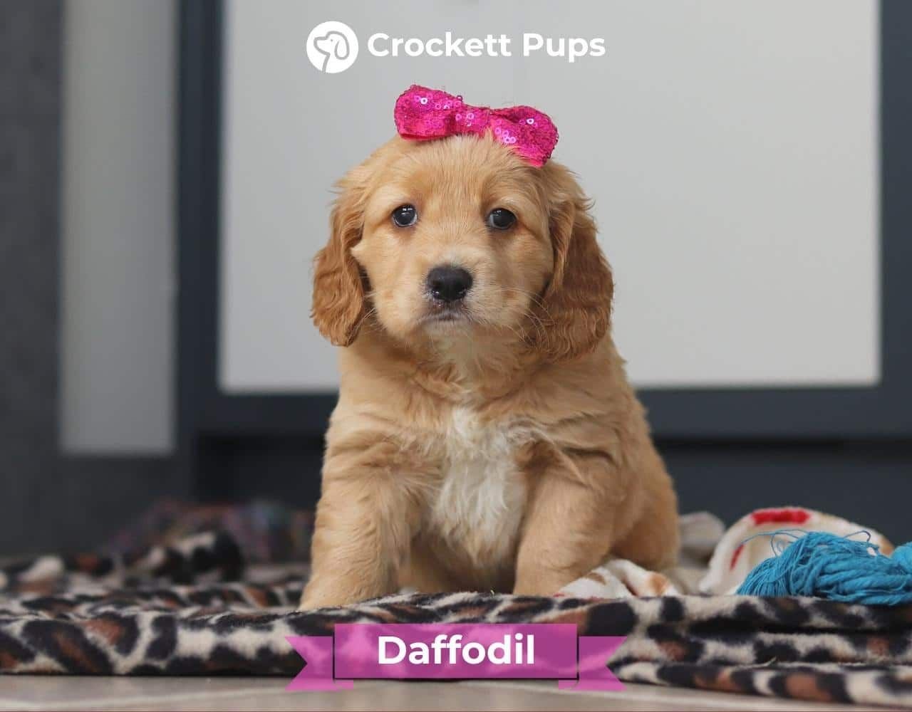 Female Mini Golden Retriever Pup - Daffodil