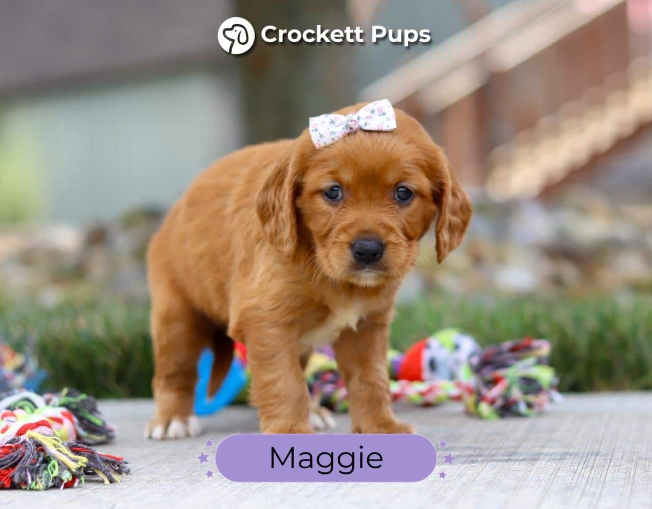 Female Mini Golden Retriever Pup - Maggie
