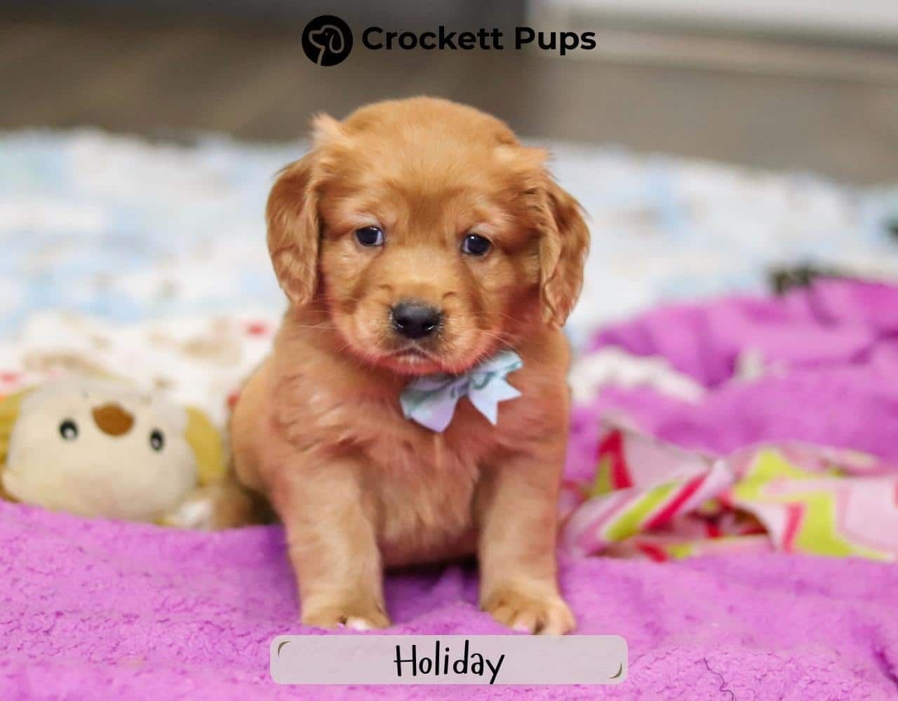 Male Mini Golden Retriever Pup - Holiday