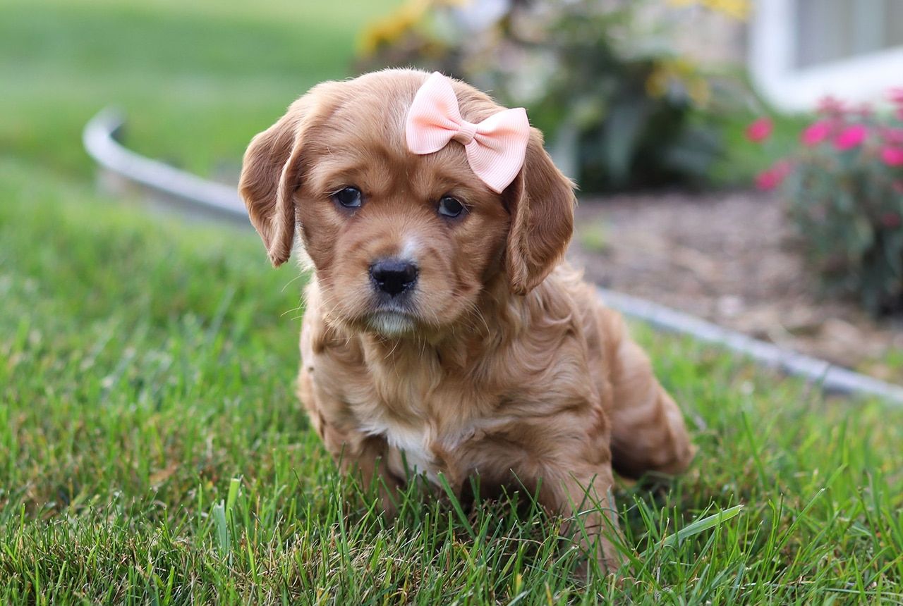 Mini Golden Retriever Personality