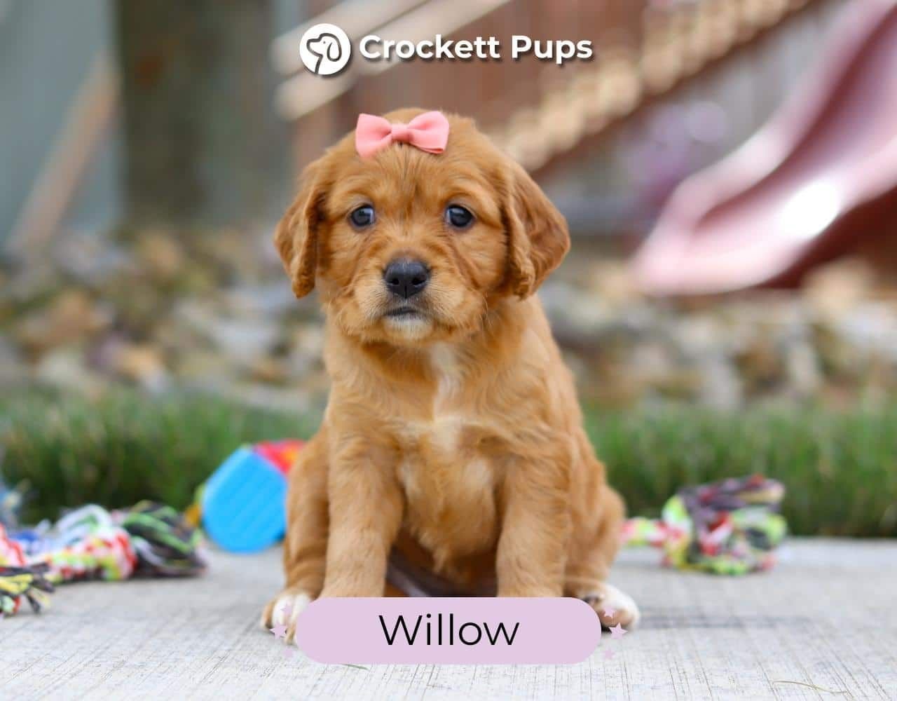 Female Mini Golden Retriever Pup - Willow