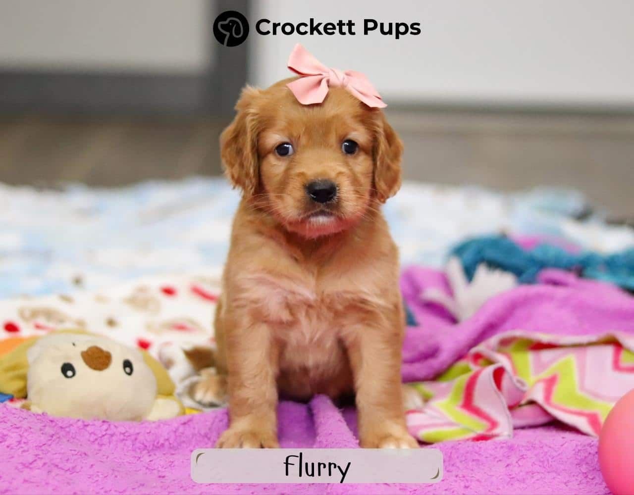 Female Mini Golden Retriever Pup - Flurry