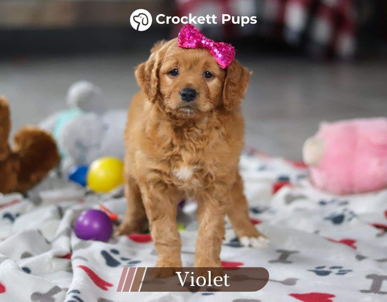 Female Mini Golden Retriever Pup - Violet