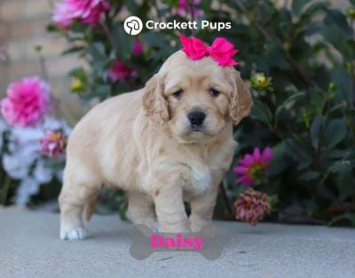 Female Mini Golden Retriever Pup - Daisy