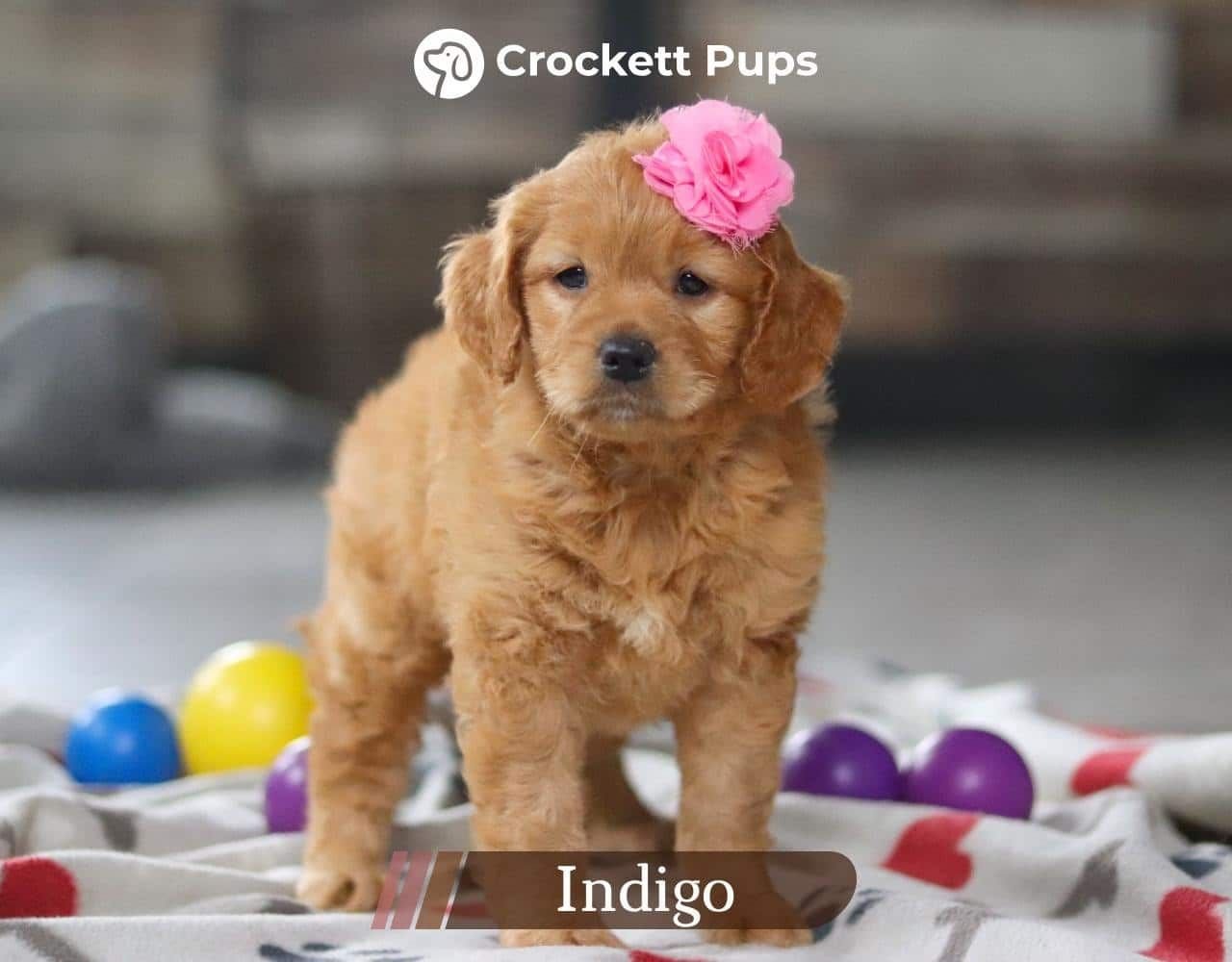 Female Mini Golden Retriever Pup - Indigo