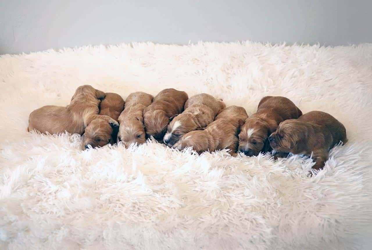 Mini Golden Retriever Puppies - Born August 26, 2025