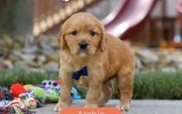 Male Mini Golden Retriever Pup - Archie