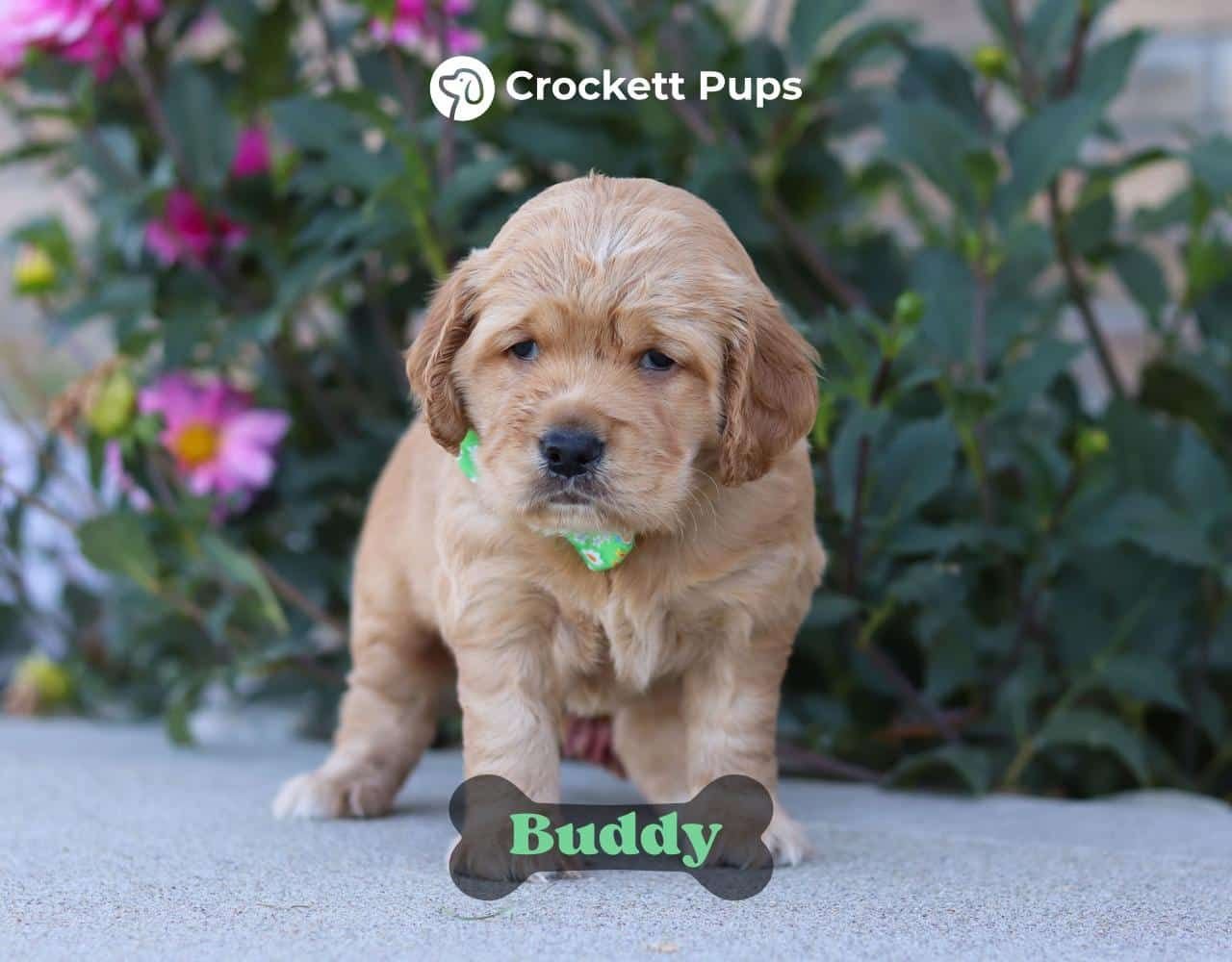 Male Mini Golden Retriever Pup - Buddy