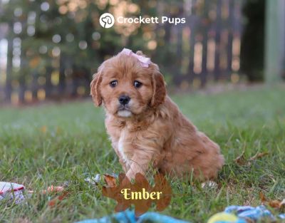 Female Mini Golden Retriever Pup - Ember