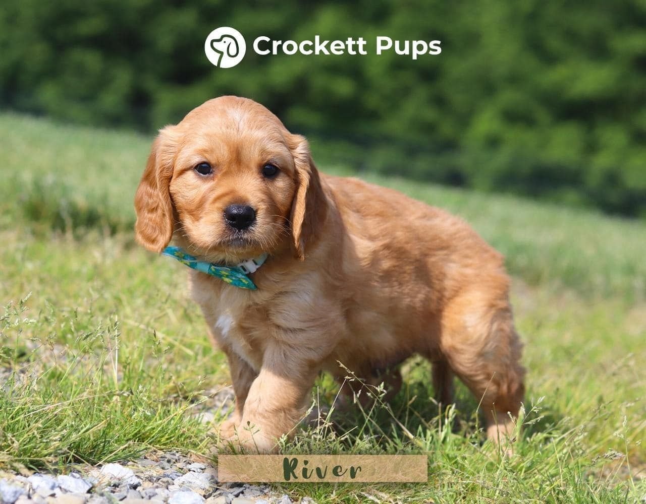 Male Mini Golden Retriever Pup - River