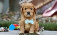 Male Mini Golden Retriever Pup - Oakley