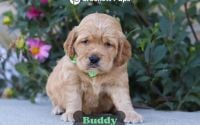 Male Mini Golden Retriever Pup - Buddy