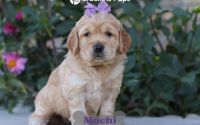 Female Mini Golden Retriever Pup - Mochi