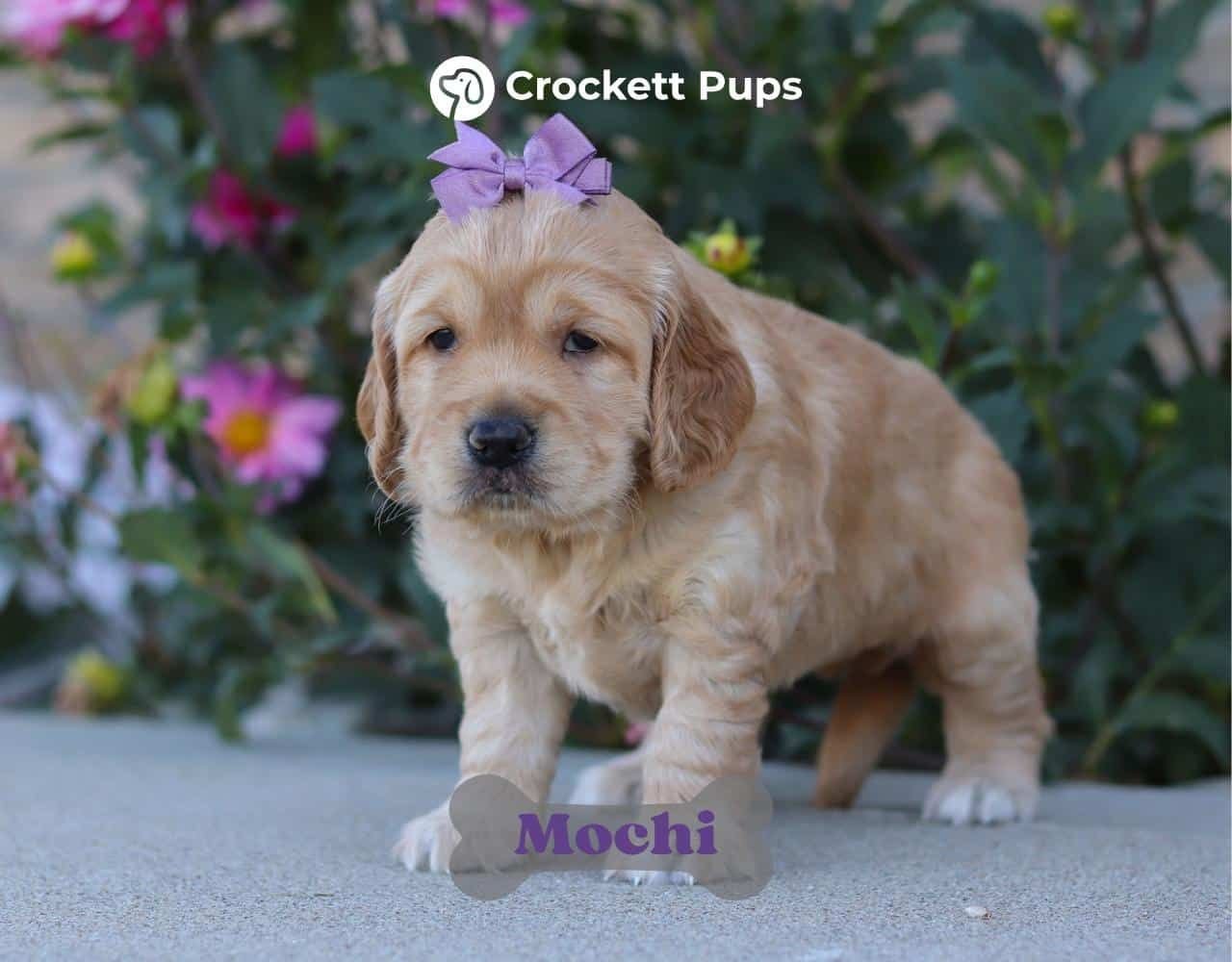 Female Mini Golden Retriever Pup - Mochi