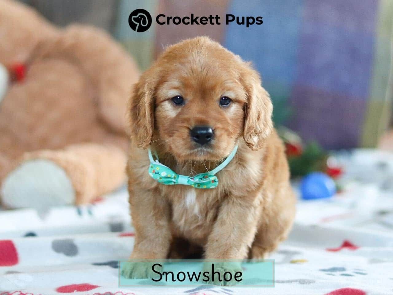 Male Mini Golden Retriever Pup - Snowshoe