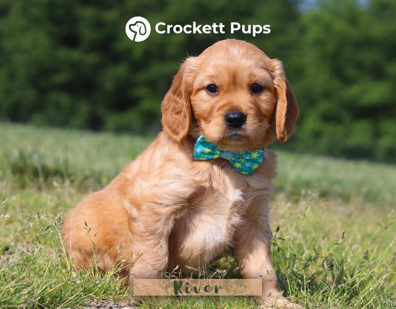 Male Mini Golden Retriever Pup - River
