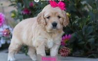 Female Mini Golden Retriever Pup - Daisy
