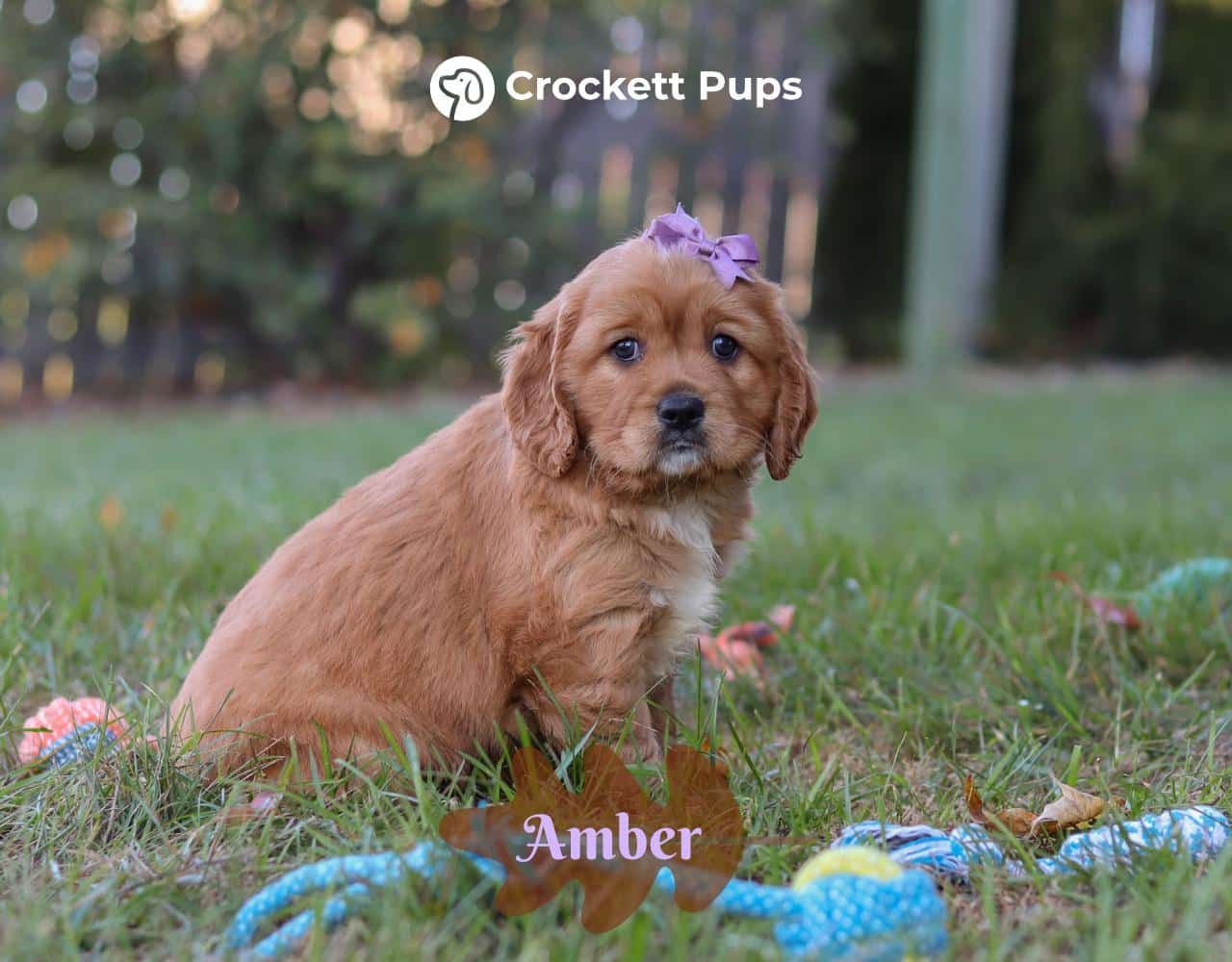 Female Mini Golden Retriever Pup - Amber