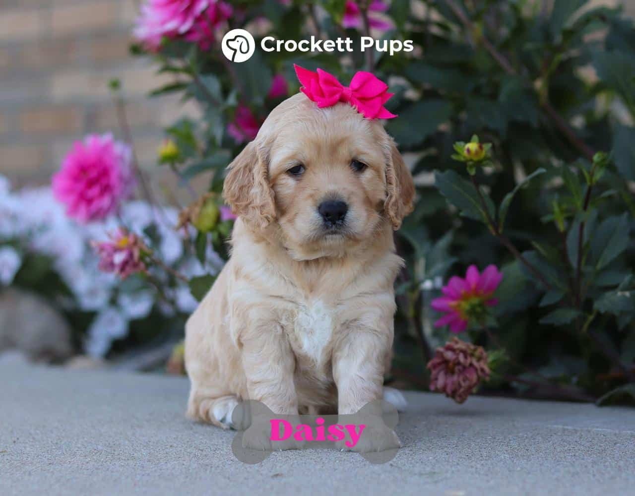 Female Mini Golden Retriever Pup - Daisy
