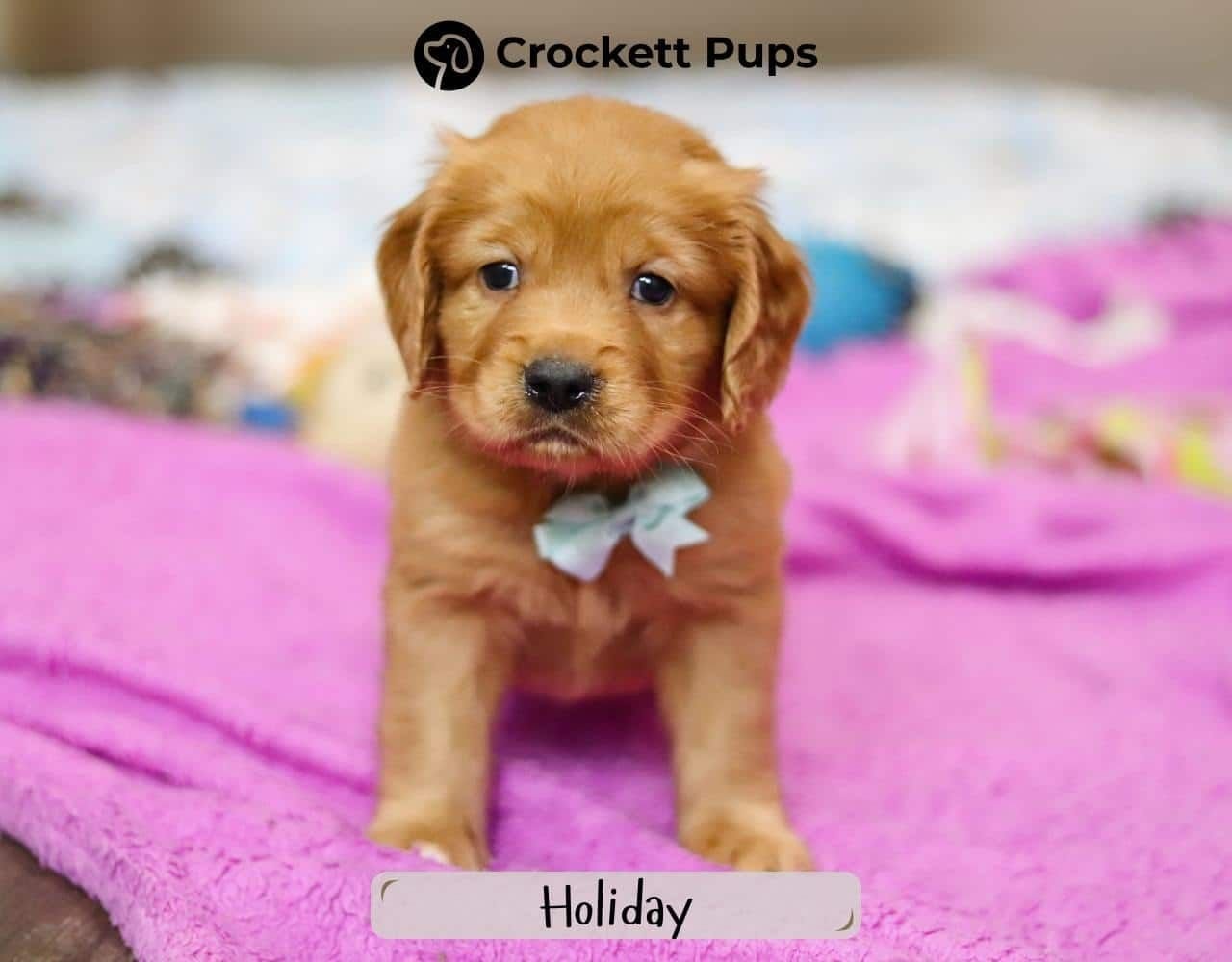Male Mini Golden Retriever Pup - Holiday