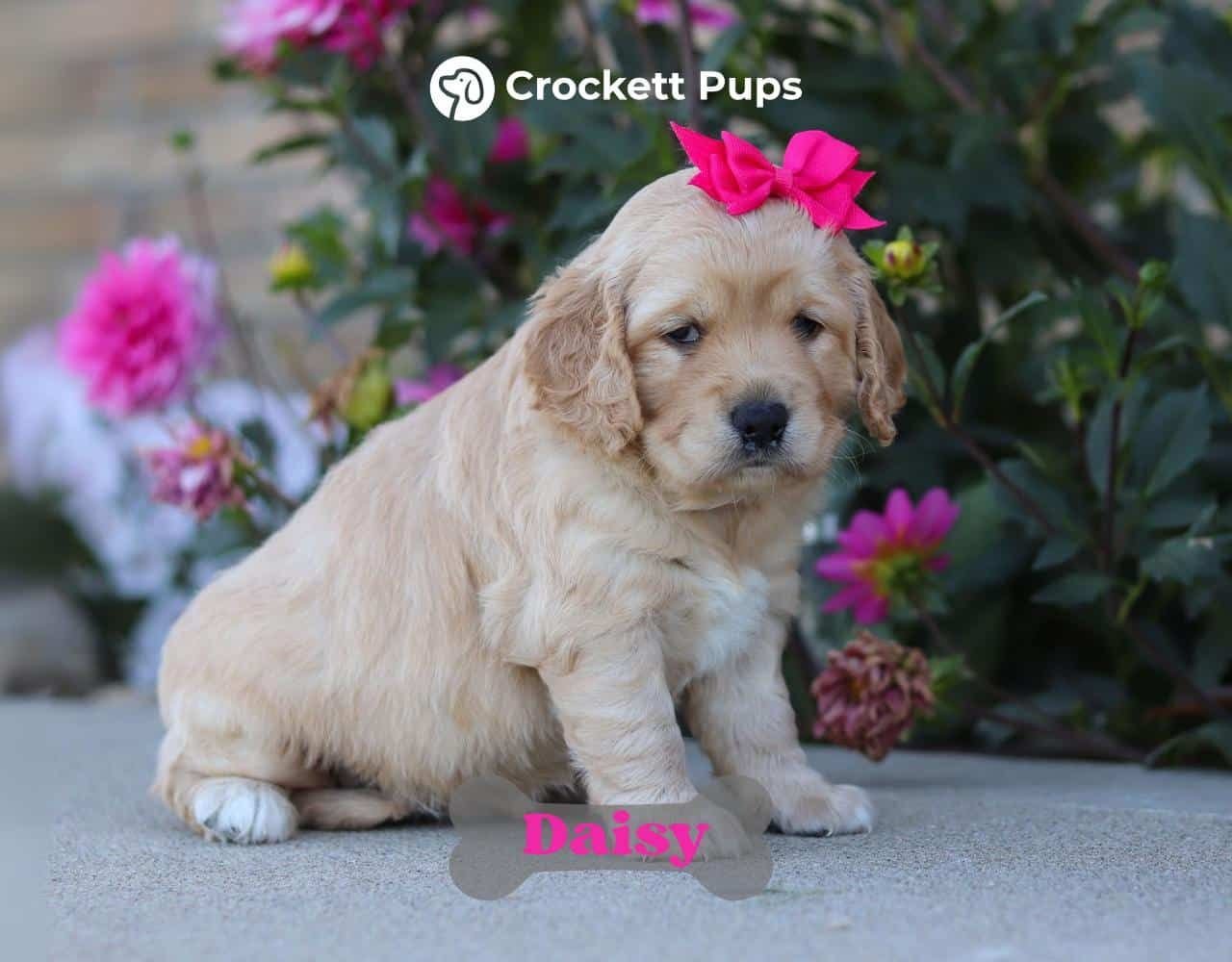 Female Mini Golden Retriever Pup - Daisy