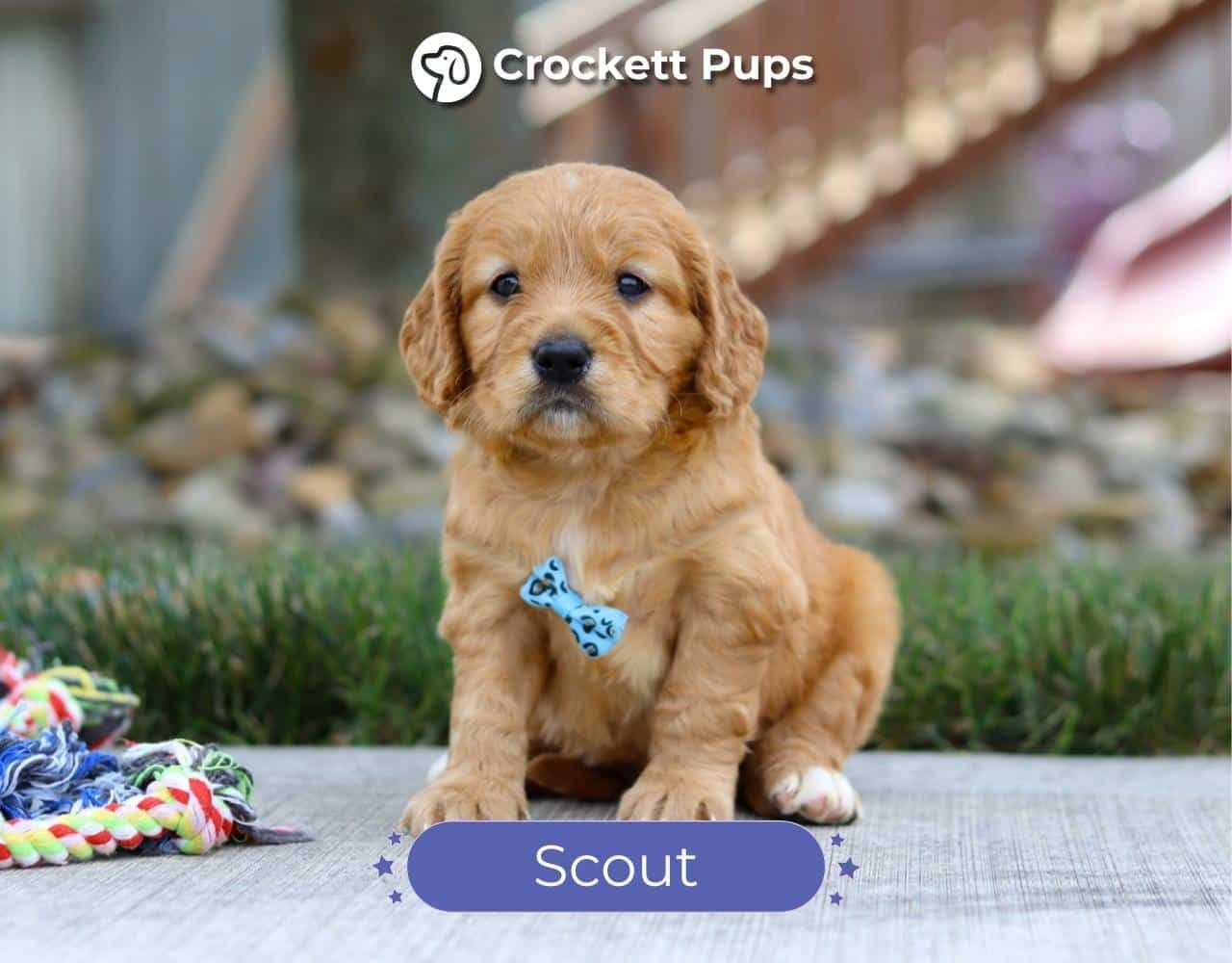 Male Mini Golden Retriever Pup - Scout