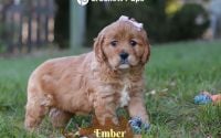 Female Mini Golden Retriever Pup - Ember