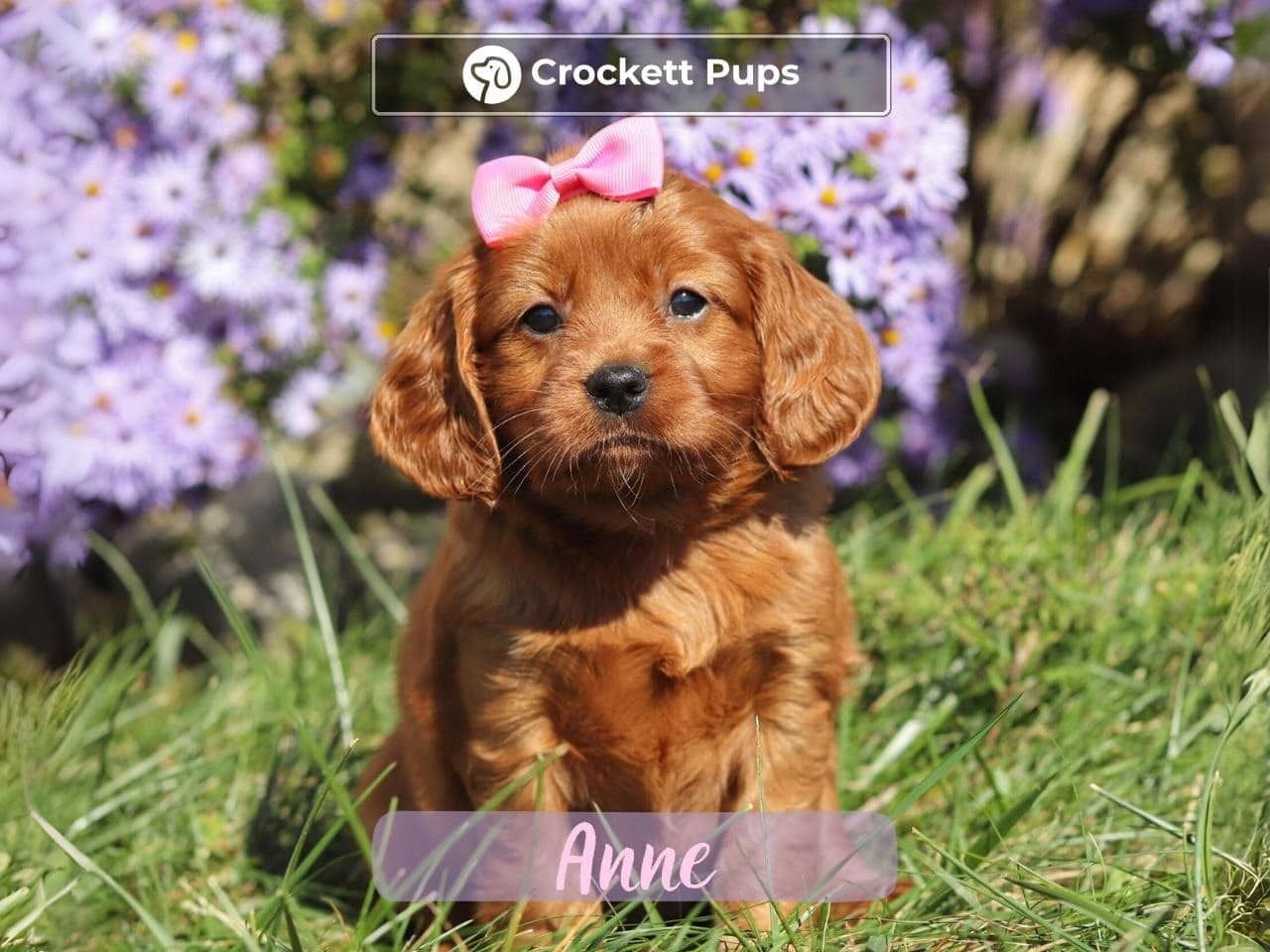 Female Mini Golden Retriever Pup - Anne
