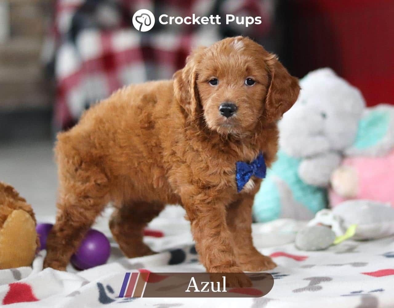 Male Mini Golden Retriever Pup - Azul