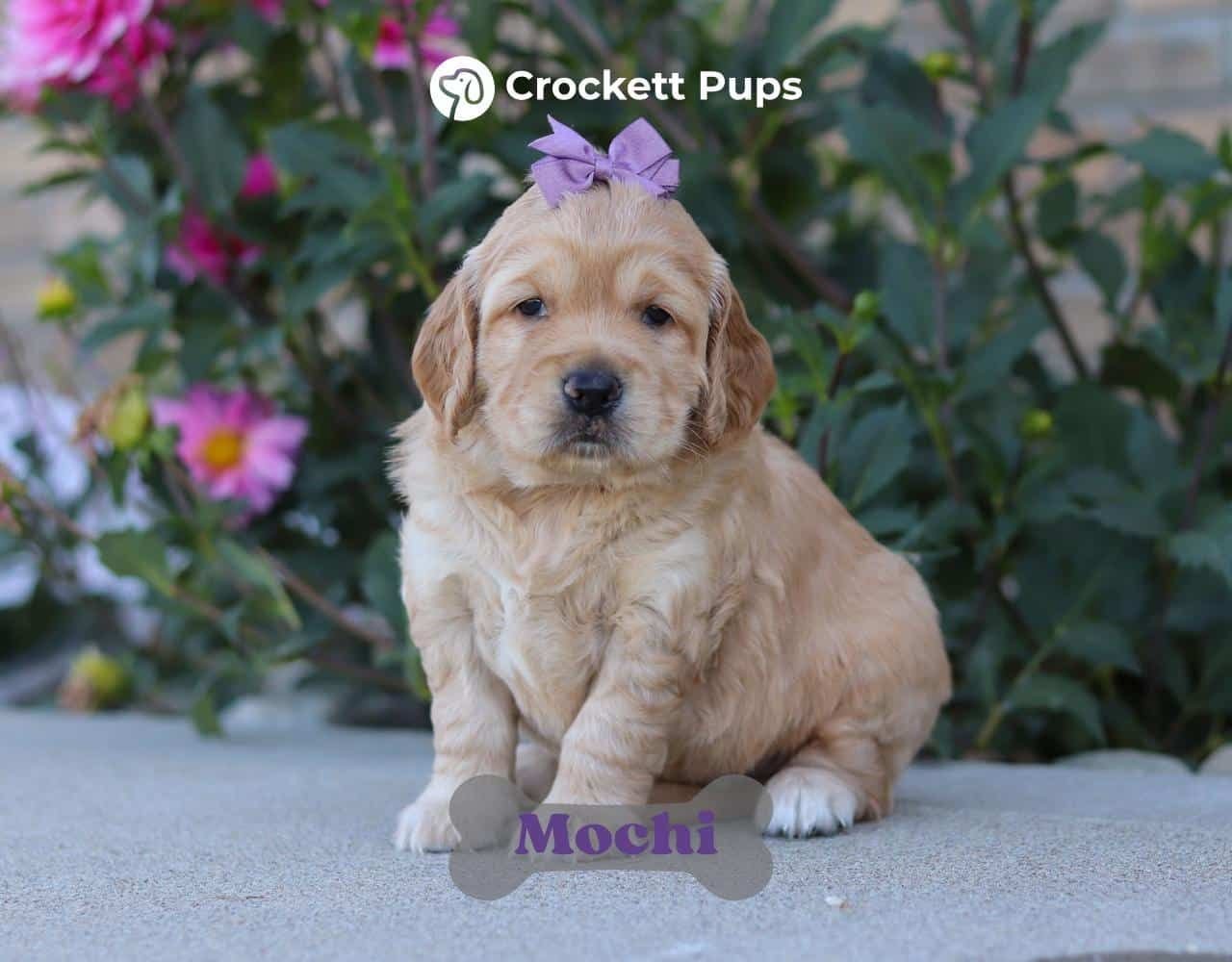 Female Mini Golden Retriever Pup - Mochi
