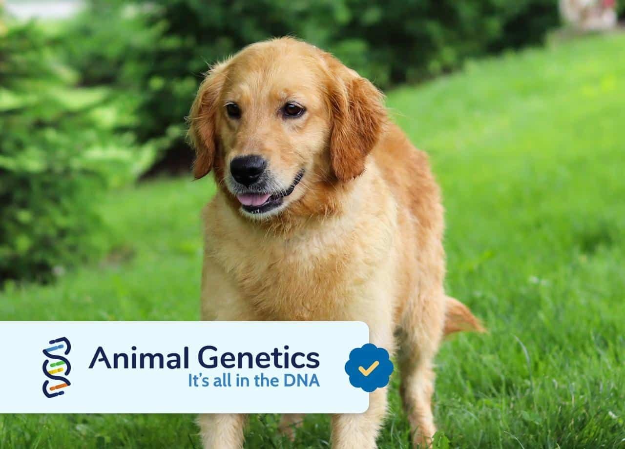 Golden Retriver Mom - Rosanna