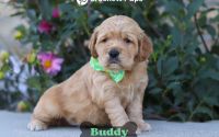 Male Mini Golden Retriever Pup - Buddy