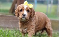 Female Mini Golden Retriever Pup - Daisy