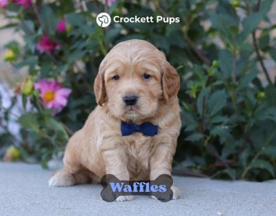 Male Mini Golden Retriever Pup - Waffles