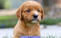 Female Mini Golden Retriever Pup - Ella