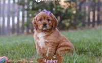 Female Mini Golden Retriever Pup - Amber