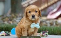 Male Mini Golden Retriever Pup - Oakley