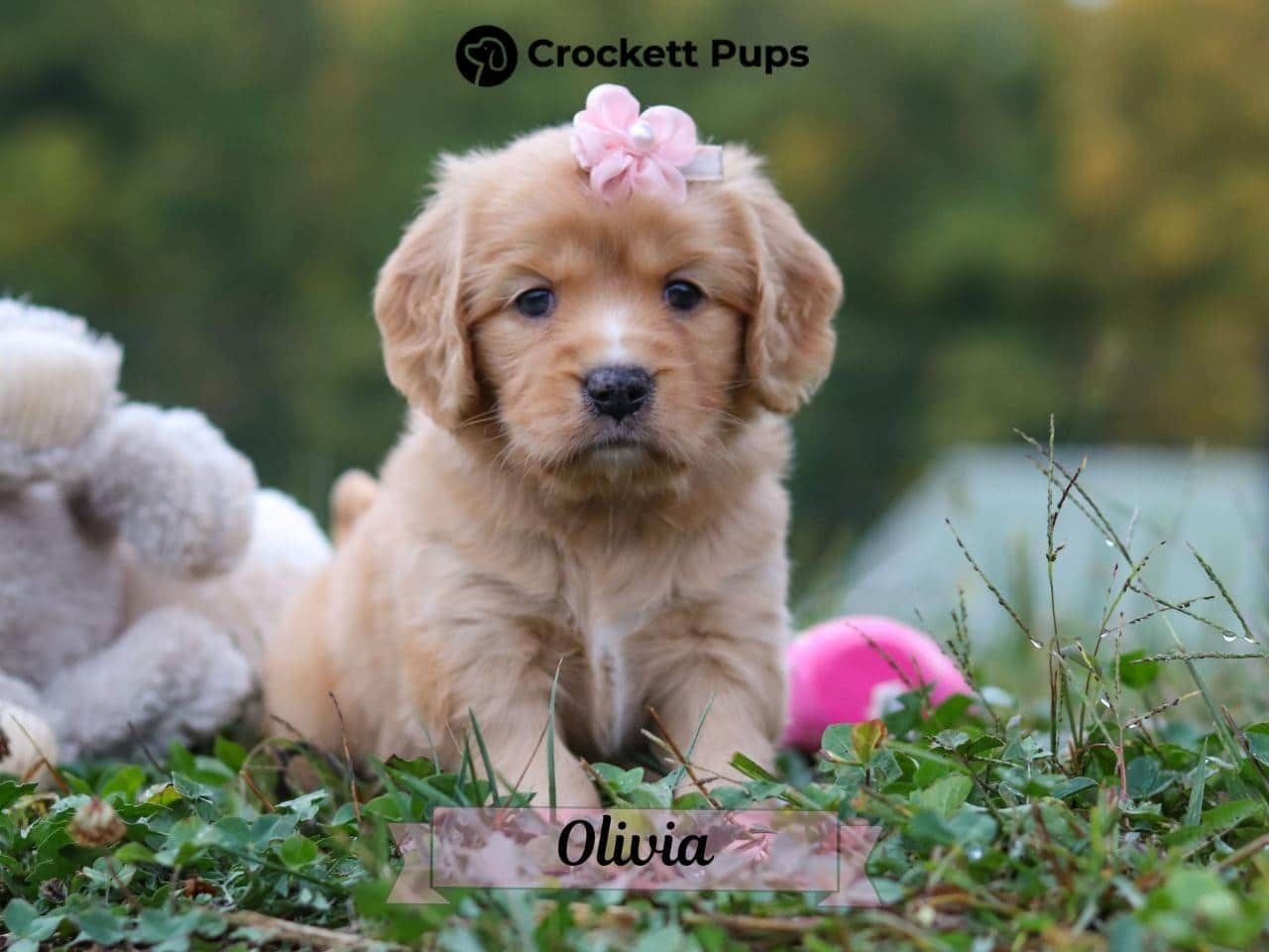 Female Mini Golden Retriever Pup - Olivia