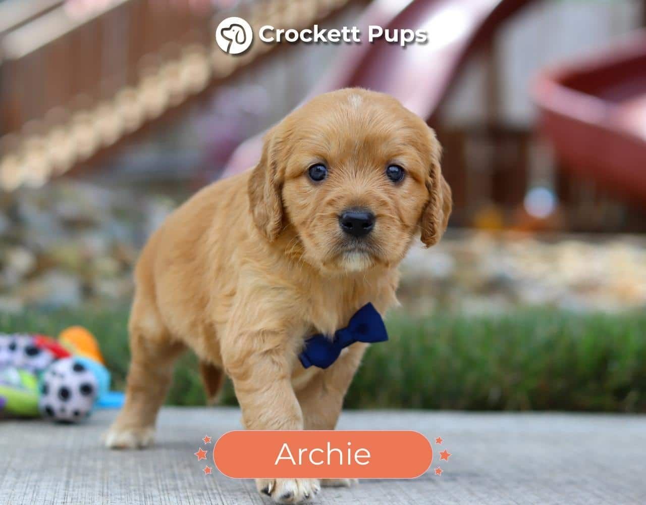 Male Mini Golden Retriever Pup - Archie