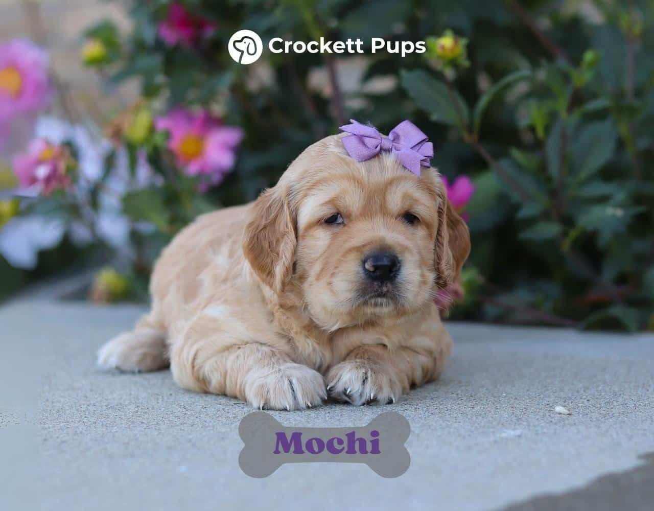 Female Mini Golden Retriever Pup - Mochi