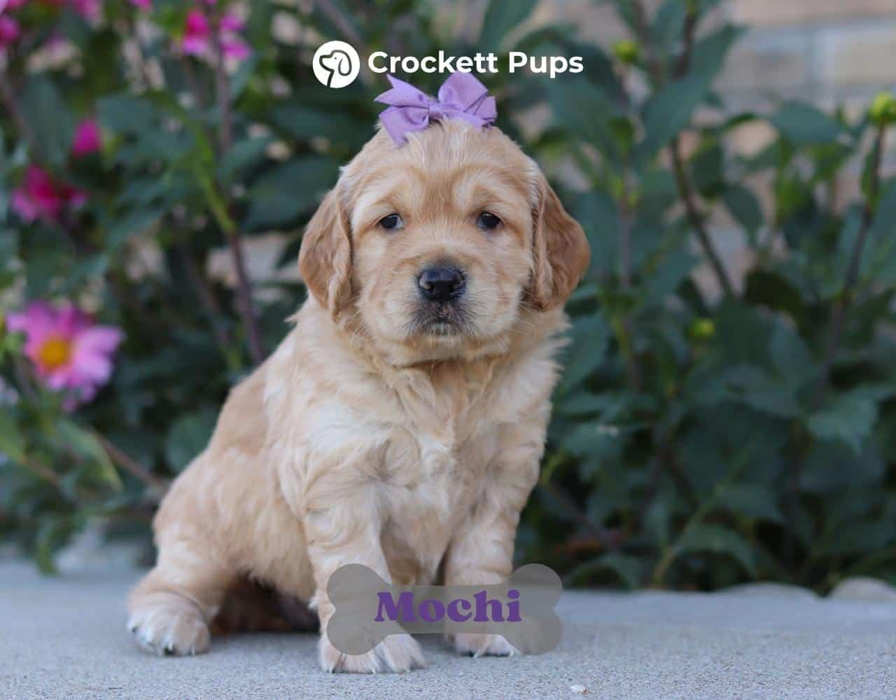 Female Mini Golden Retriever Pup - Mochi