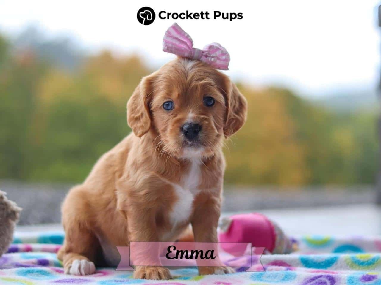 Female Mini Golden Retriever Pup - Emma