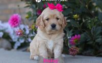Female Mini Golden Retriever Pup - Daisy