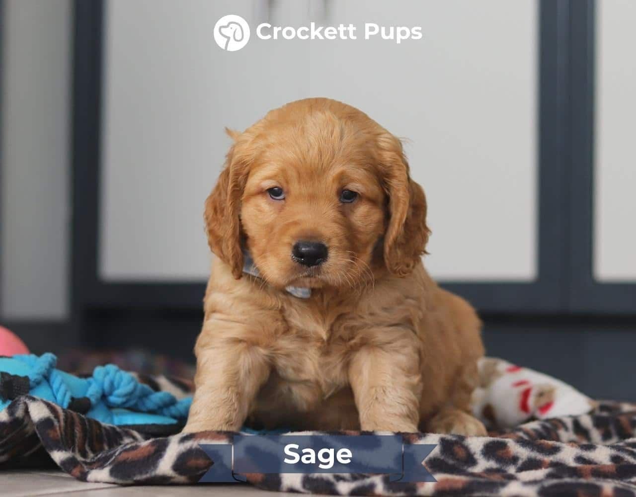 Male Mini Golden Retriever Pup - Sage