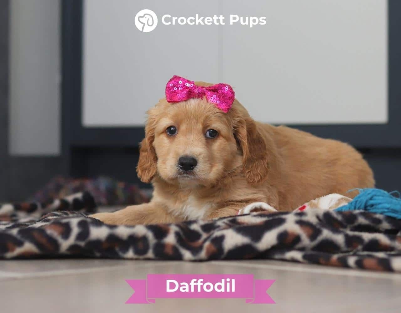 Female Mini Golden Retriever Pup - Daffodil