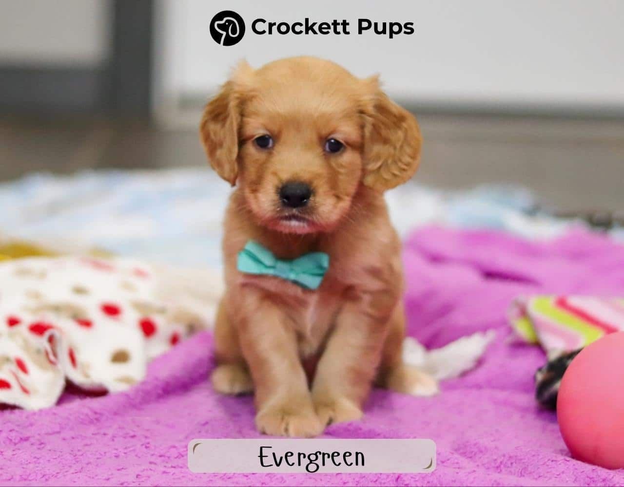 Male Mini Golden Retriever Pup - Evergreen